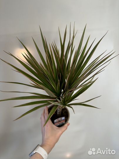 Драцена маргината