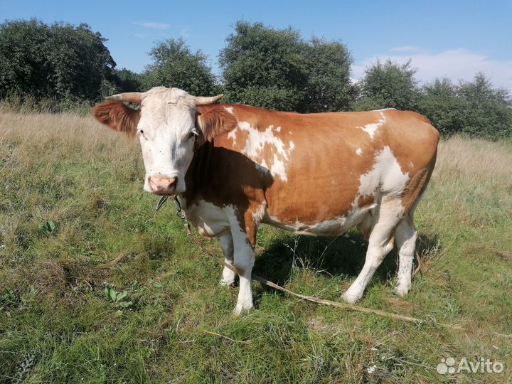 Корова дойная