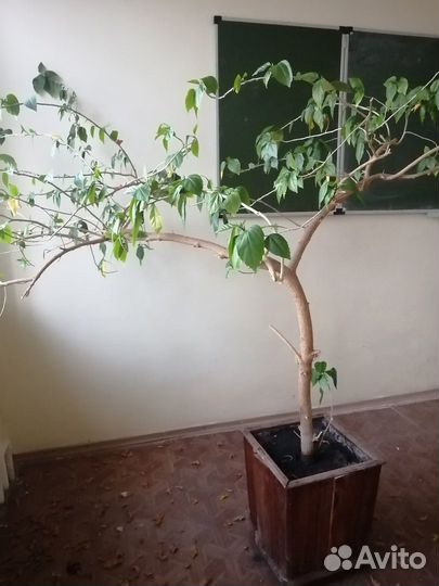 Гибискус и березки декоративные