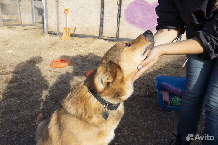 Собака Джек ищет дом и своего человека