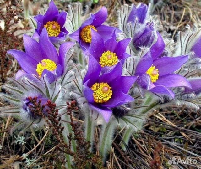 Семена прострела