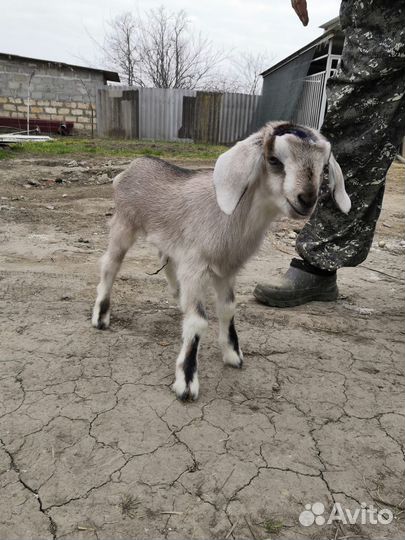 Обезроживаю козлят