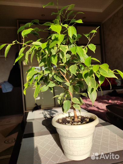 Фикус бенджамина