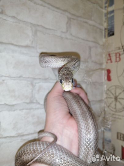 Маисовый полоз самец