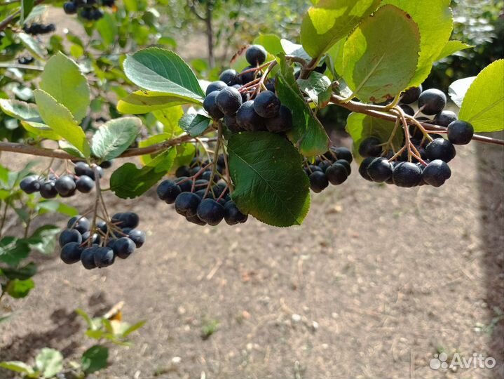 Черноплодная рябина, арония черноплодная