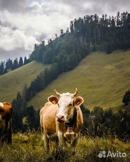 Сыр Грюйер Швейцарский горный Gruyere