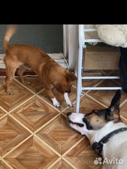 Передержка собак, квартира