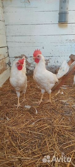 Петухи
