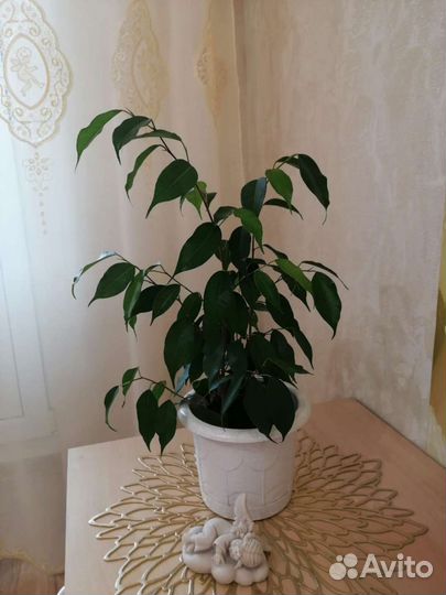 Фикус бенджамина