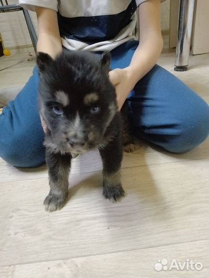 Щенки хаски