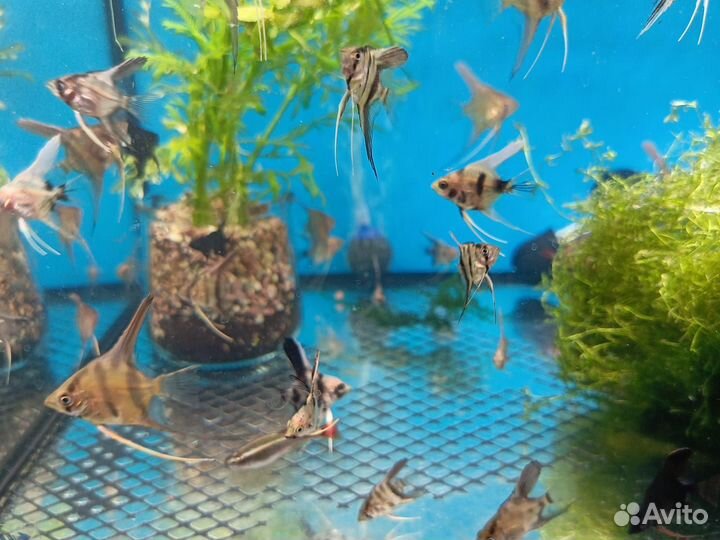 Аквариумные рыбки