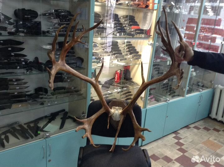 Рога крупные