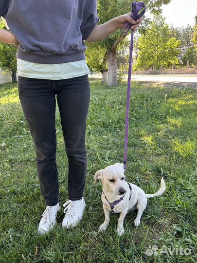 Маленькая собачка в добрые руки