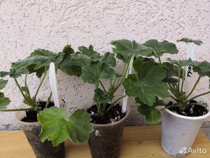 Пеларгония сортовая