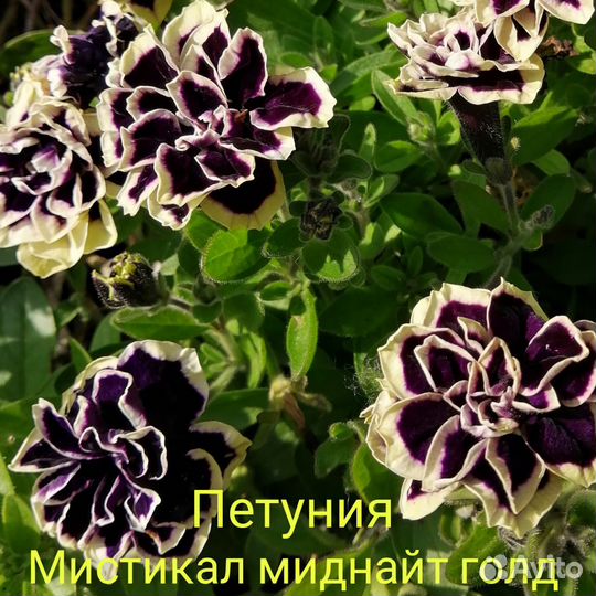 Петуния вегетативная