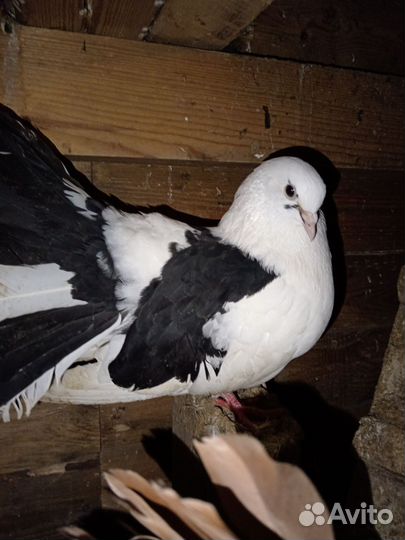 Голуби павлины