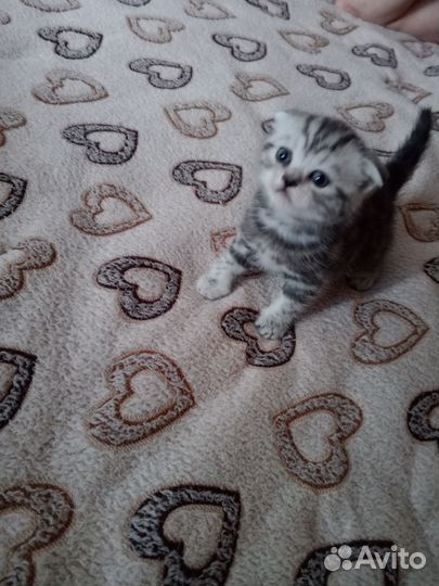 Шотландская