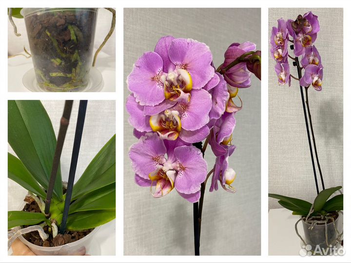 Орхидея редкая