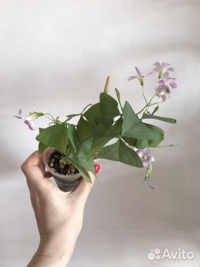 Кислица Оксалис Дороти Чао корея