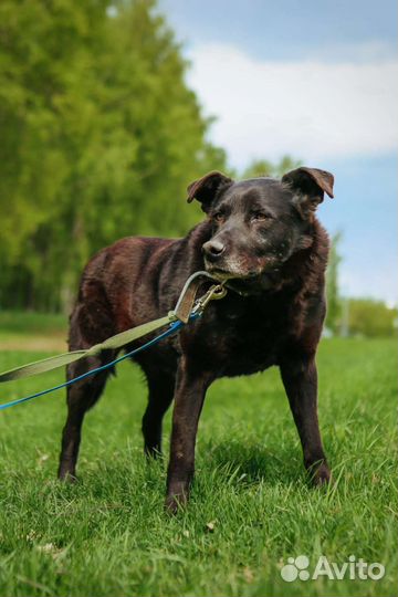 Спокойный и послушный пес бесплатно