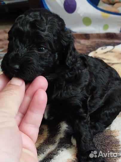 Щенки карликового пуделя