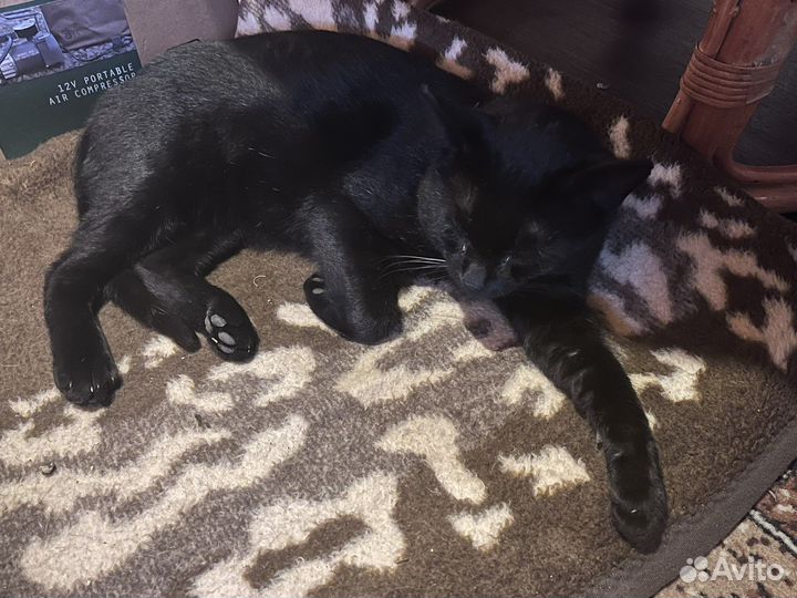 Черный кот в добрые руки