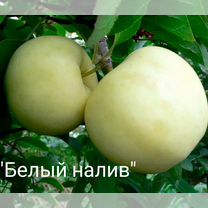 Саженцы груши и яблони