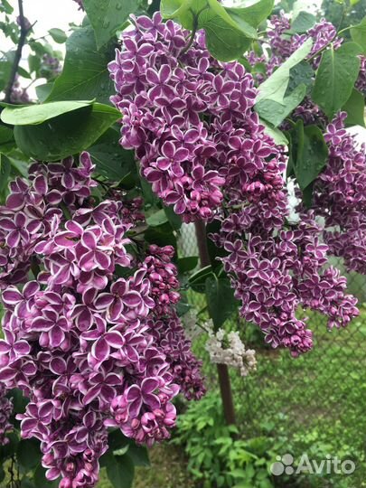 Сортовая,махровая сирень