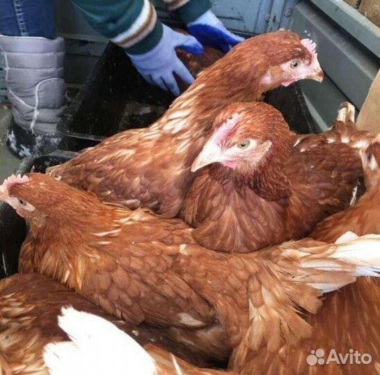 Продам Бройлеров, Кур Несушек, Молодку, Доминант