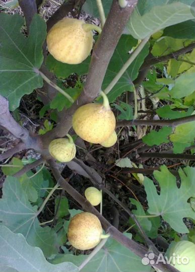 Саженцы инжир Среднеазиатский