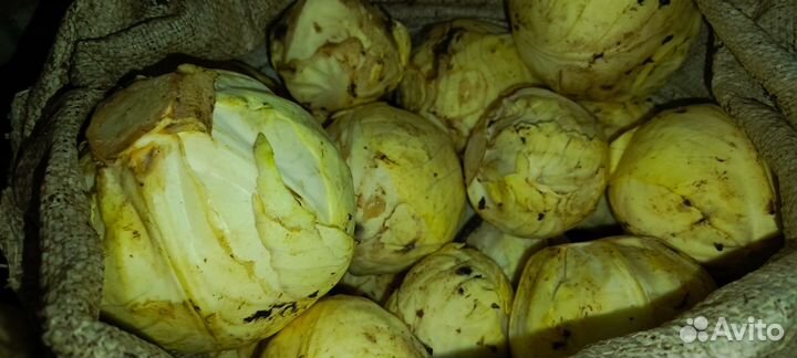 Картофель на посадку,еду, мелкий