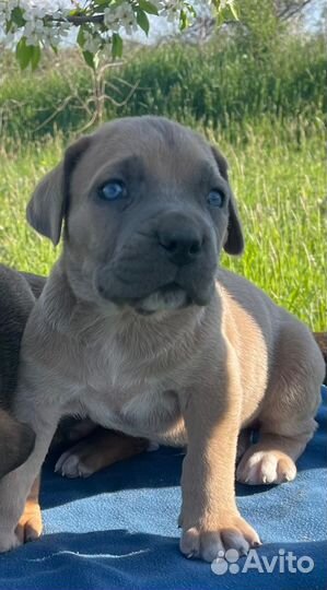 Щенки кане корсо