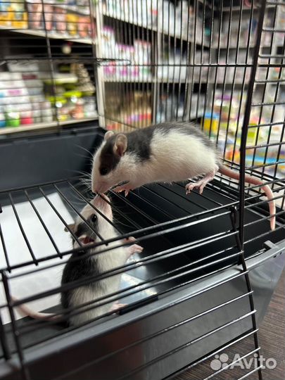 Крыса дамбо