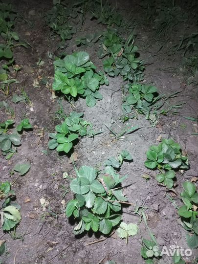 Рассада клубники клери