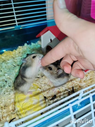 Джунгарский хомяк