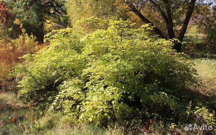 Розовик (родотипус) лазающий, семена