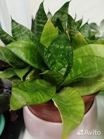 Комнатные цветы