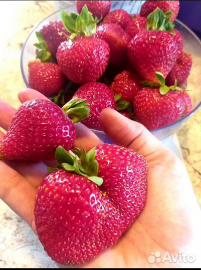 Рассада ремонтантной клубники Альбион