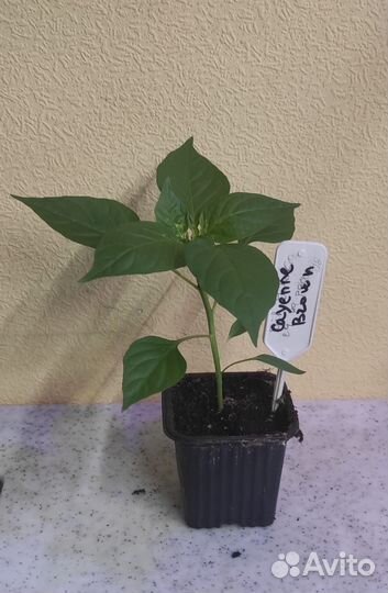 Рассада острых и экстремально острых перцев