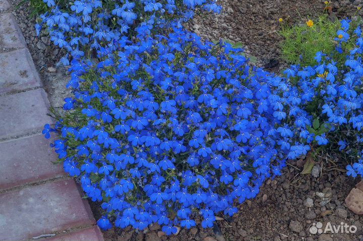 Рассада цветов