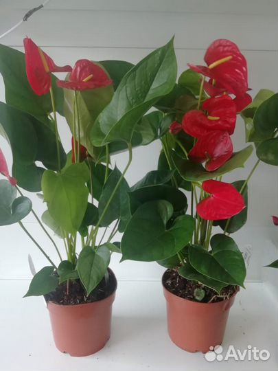 Антуриумы Коро, Эдисон