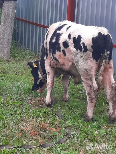 Бычки на откорм