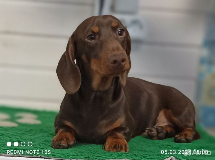 Карликовая шоколадная такса подрощеный мальчик