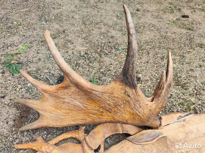 Рога лося