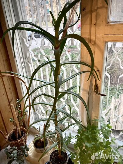 Алоэ лекарственное 4 года