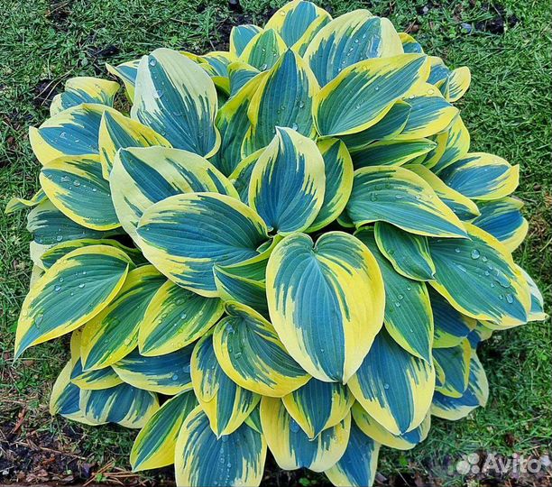 Хосты сортовые