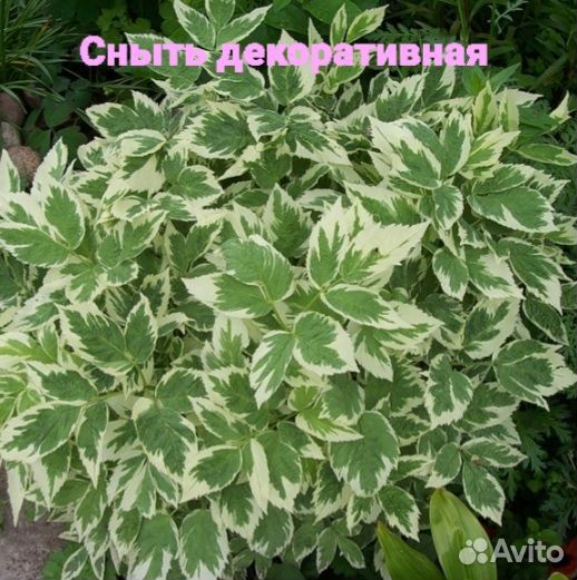 Сныть декоративная