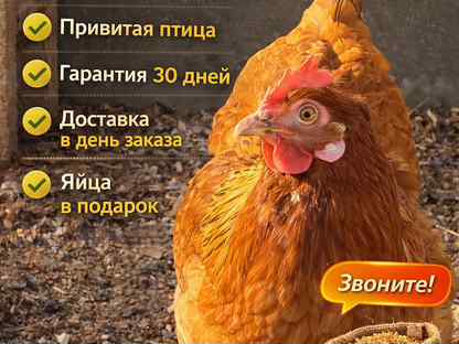 Куры несушки элитных пород–свежие яйца круглый год, Сергиев Посад