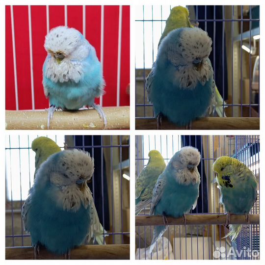 Попугаи ввп чехи
