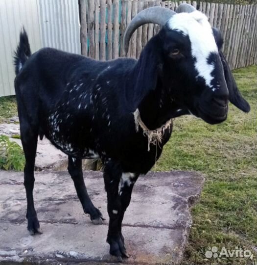 Англо нубийские козы